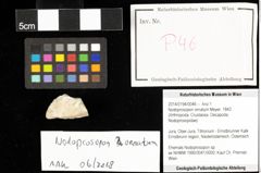 Foto (Objekt + Etiketten) von Nodoprosopon ornatum (Meyer, 1842) 